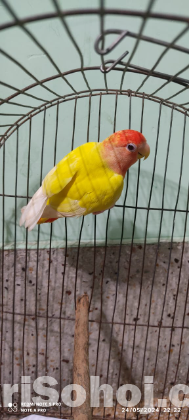 Love Bird Lutino Red Head Opaline